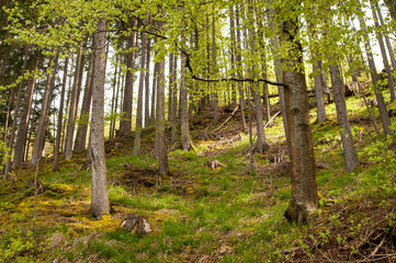 Waldrand_Schwarzwald_Wanderweg