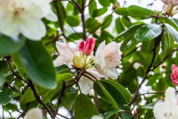Rhododendren