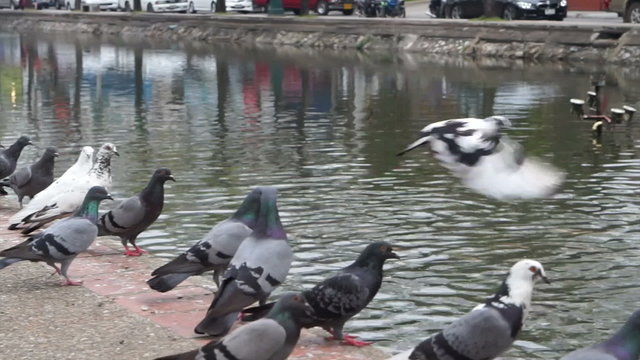flock of pigeons flying over Chiang mai city historic canal