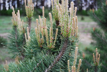 молодые веточки сосны © st_fox