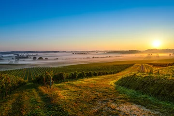 Fotobehang Vineyard Sunrise © FreeProd