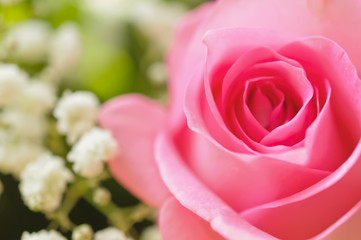 Closeup of pink rose, shallow dof for a dreamy effect