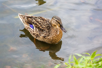 The female duck floating in a pond.