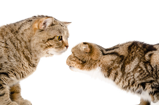 Two cats sniffing each other