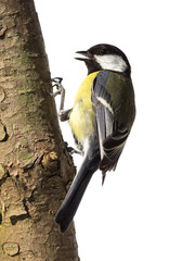 Great tit looking for food with open beak on a tree trunk