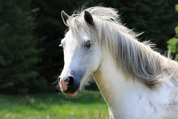 single white horse on meadow