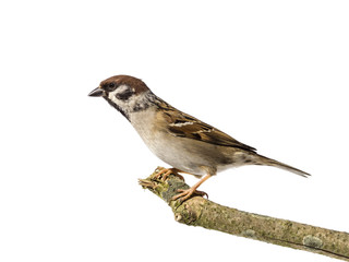 Side view of an eurasian tree sparrow on a branch