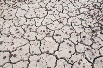 Weed drying and Dry soil in arid areas