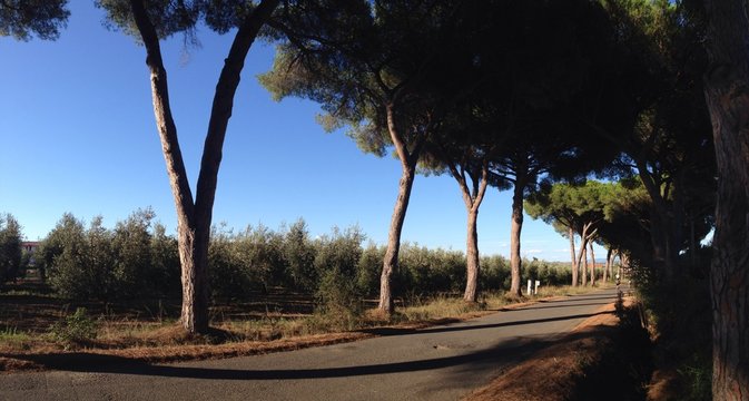 viale in maremma