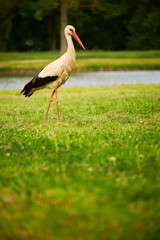Stork on the meadow