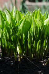 Spring green grass outdoor
