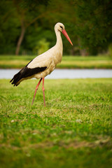 Obraz na płótnie Canvas Stork on the meadow