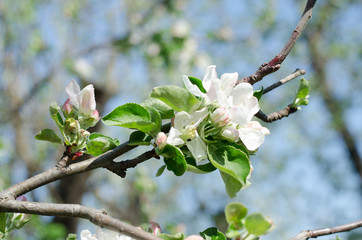 Nice apple tree blooming