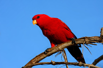 Red Parrot