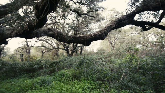 Cork oak 