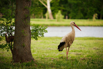 Stork on the meadow