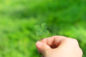 四つ葉のクローバーを持つ - Holding a four leaf clover