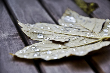 Herbstblatt mit Tautropfen