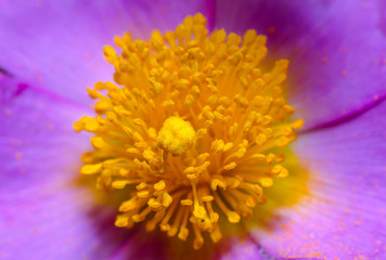 Fototapeta premium Bella flor