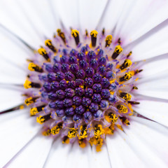 Bella flor © josetzu