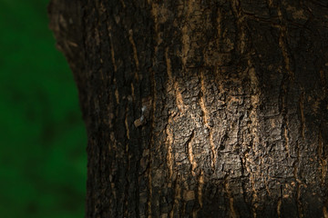 dry tree bark texture background, closeup