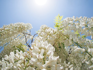 白い藤の花