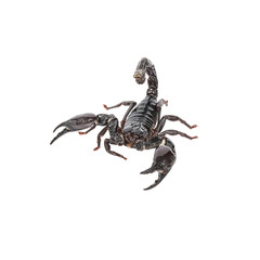 Scorpion on a white background