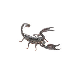 Scorpion on a white background