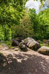 green trees with big stones