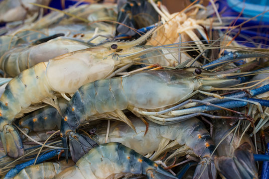 Fresh Giant thailand prawn are on sale in the bazaar