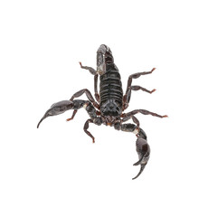 Scorpion on a white background