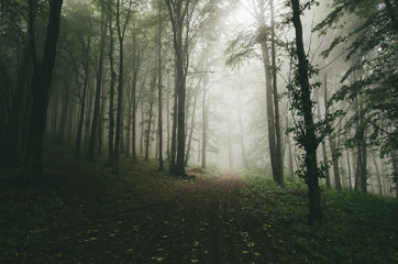 Obraz premium zielona ścieżka w ciemnym lesie