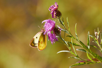 Schmetterling gelb