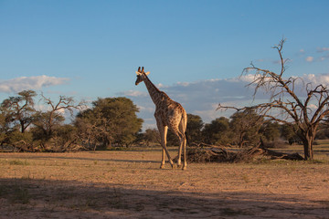 Giraffe in arid landscape in late afternoon © samjbasch