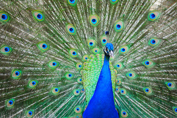 Fototapeta premium peacock wheel close up