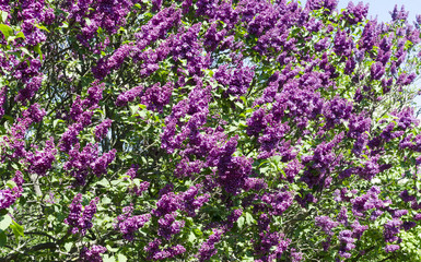 Obraz na płótnie Canvas Bunch of violet lilac flower in sunny spring day in front of blu