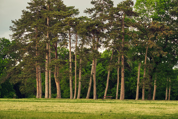 Fototapeta premium Pines on the park