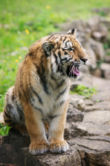 adorable tiger cub yawning