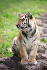 adorable tiger cub sitting