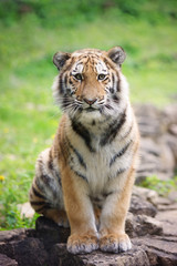 Fototapeta premium młody tygrys cub siedzi