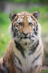 Fototapeta na wymiar tiger cub portrait close up