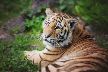 Fototapeta na wymiar young tiger cub resting