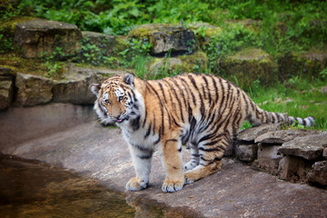 Fototapeta na wymiar adorable tiger near water