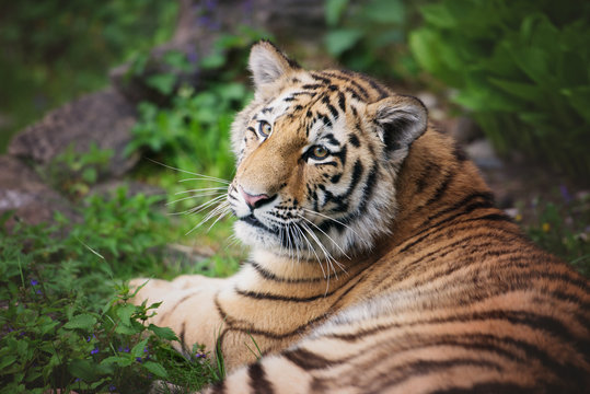 young tiger cub resting