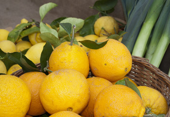 various types of citron like lemon and orange