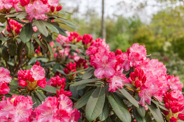 Rhododendren