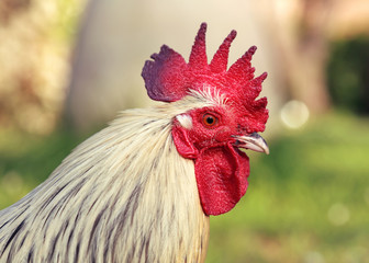Portrait d'un coq