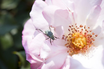薔薇とカナブン