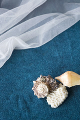 seashell on blue and white fabric