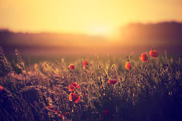 Poppies on the spring meadow © Creaturart